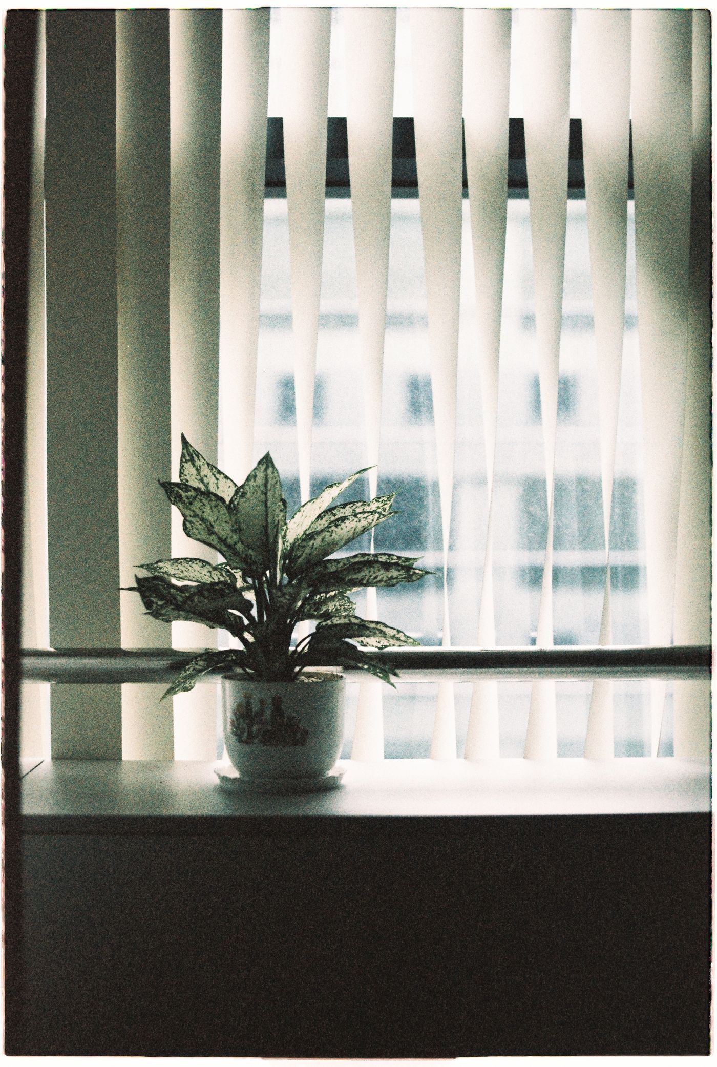 Ventana con bandas verticales traslúcidas y planta